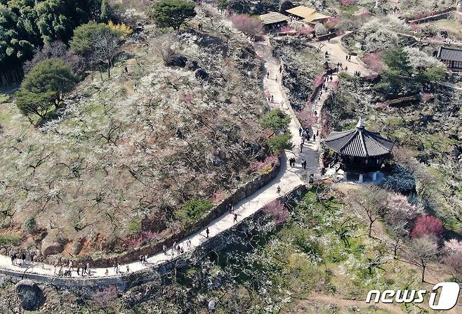 광양매화축제가 개막한 8일 전남 광양시 매화마을을 찾은 상춘객들이 봄 기운을 만끽하고 있다. 광양매화축제는 섬진강변과 청매실농원을 중심으로 오는 이날부터 17일까지 열린다. 2024.3.8/뉴스1 ⓒ News1 김진환 기자