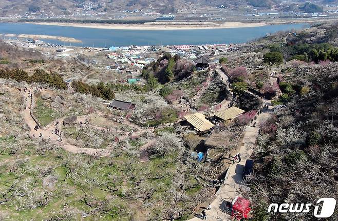 광양매화축제가 개막한 8일 전남 광양시 매화마을을 찾은 상춘객들이 봄 기운을 만끽하고 있다. 광양매화축제는 섬진강변과 청매실농원을 중심으로 오는 이날부터 17일까지 열린다. 2024.3.8/뉴스1 ⓒ News1 김진환 기자