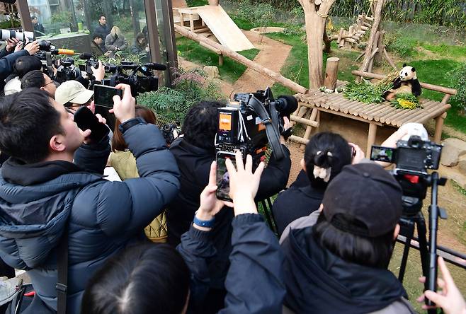 푸바오가 일반 관람객들을 만나는 마지막 날인 3월 3일 오전 경기도 용인 에버랜드에서 관람객과 취재진들 푸바오 모습을 카메라에 담고 있다. / 사진공동취재단