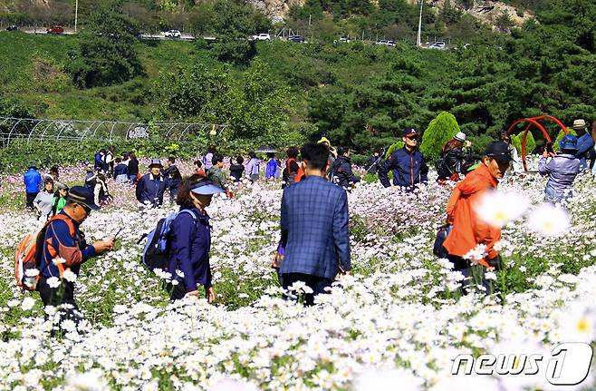 전북 정읍시 구절초 테마공원(뉴스1/DB) ⓒ News1