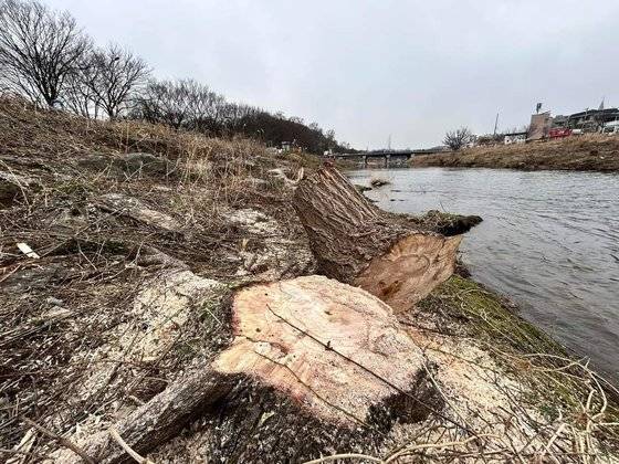 전주천 일대 버드나무들이 잘린 채 밑동만 남아 있다. 전주시는 지난달 29일 홍수 예방을 이유로 전주천·삼천 일대 버드나무 76그루를 베어냈다. 지난해 3월 260여 그루를 벌목한 지 1년 만이다. 사진 전북환경운동연합