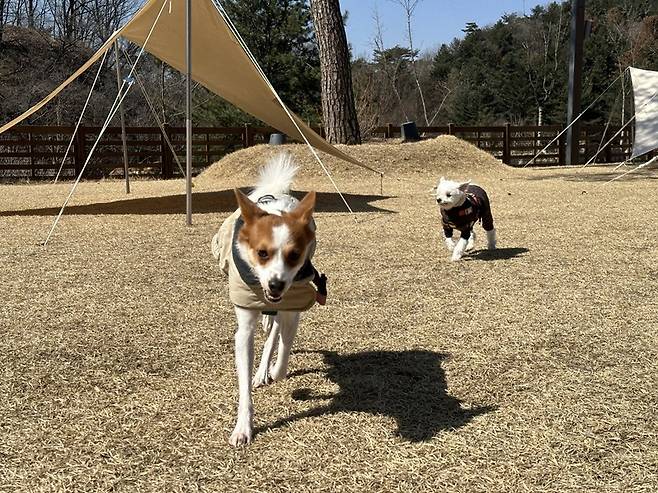 강아지숲 운동장에서 뛰어놀고 있는 밤톨이와 여름/사진=김아름 기자 armijjang@