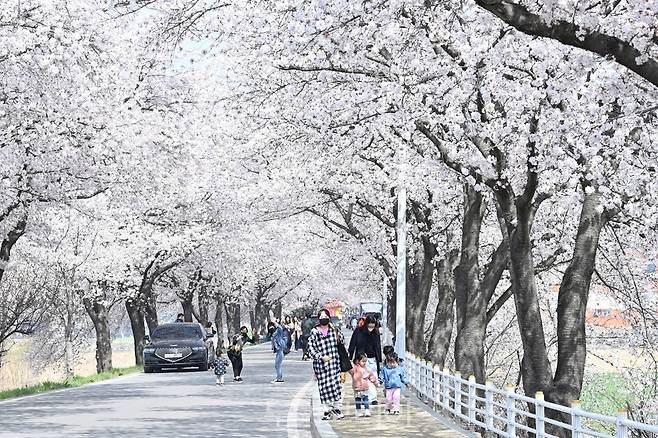 달창지길 벚꽃축제/사진-달성군