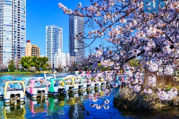 출처: 게티이미지뱅크 (일본 도쿄 벚꽃 명소)