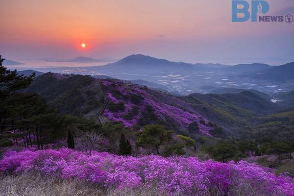 출처: 게티이미지뱅크 (고려산 진달래)