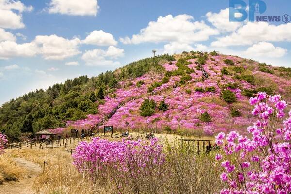 출처: 게티이미지뱅크 (천주산 진달래)