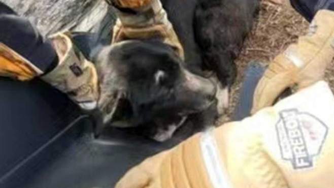 구조되는 강아지 [내사랑바둑이 SNS 갈무리]