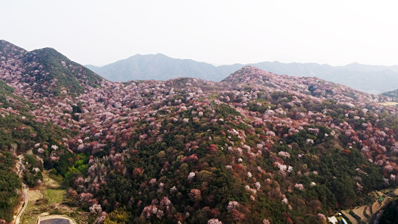 벚꽃이 핀 금성면 고비산 전경 [사진=담양군]