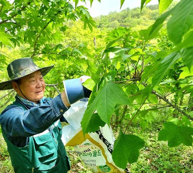 조규탁 원장이 엄나무 순을 채취하고 있다. 전라남도 제공