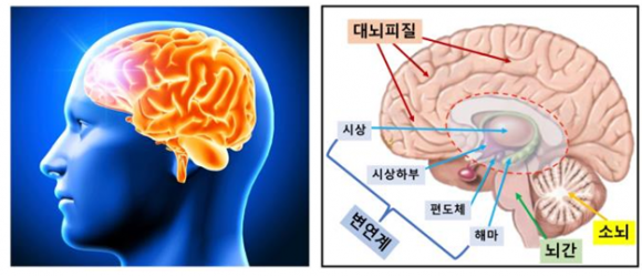 뇌부터 다르다… 생사 달린 순간 남을 돕는 자, 혼자 살려는 자[한국과학기술연구원(KIST) 함께하는 과학 다이브]