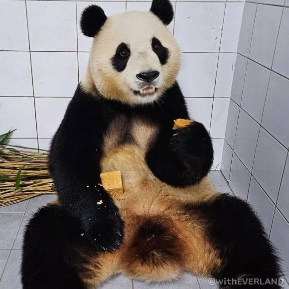 에버랜드 인스타그램 @witheverland