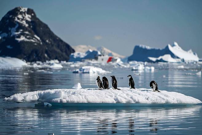 2024년 1월 15일 팔머 군도와 남극반도를 가르는 겔라체 해협에서 턱끈펭귄(피고셀리스 안타르티쿠스)의 모습. /AFP