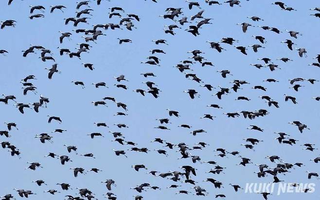 흑두루미 수천마리가 동시에 날아올라 파란 하늘을 덮고 있다.