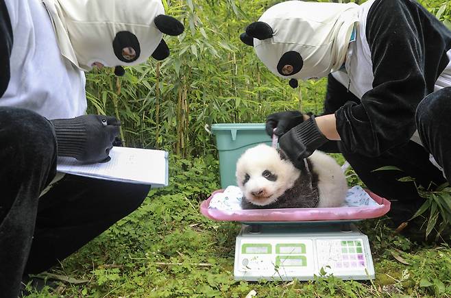자이언트 판다 복장을 한 중국 연구진이 새끼 판다의 생태를 관찰하고 있다. /사진=차이신(허성산 특약)