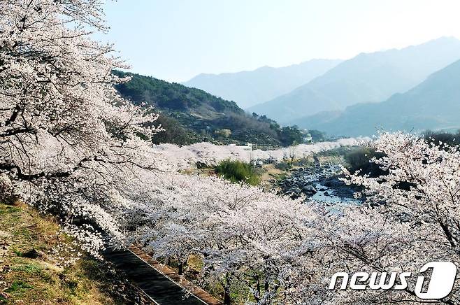 하동군 화개면 십리벚꽃길.(하동군 제공)