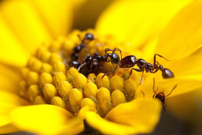 사막 불개미인 솔레놉시스 실로니(Solenopsis xyloni)가 꽃에서 꿀을 찾고 있다. 1억년 전 꽃이 피는 속씨식물이 등장하면서 개미가 번성했다는 주장이 나왔다./미 애리조나 주립대