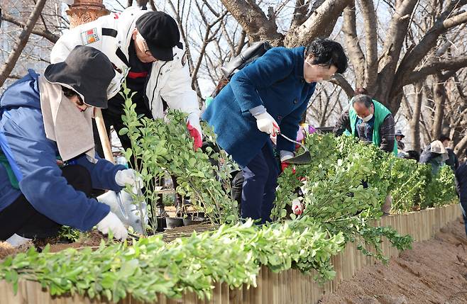 영등포구민들이 13일 오전 서울 영등포구 오목교 인근 안양천 산책로에서 \'릴레이 나무 심기\' 행사에 참여해 사철나무를 심고 있다. 김영원 기자