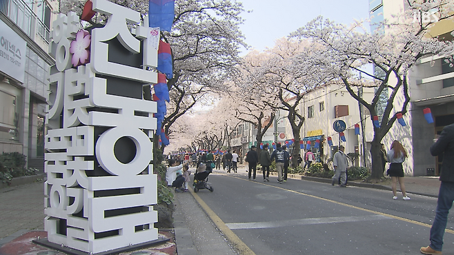 전농로 왕벚꽃 축제