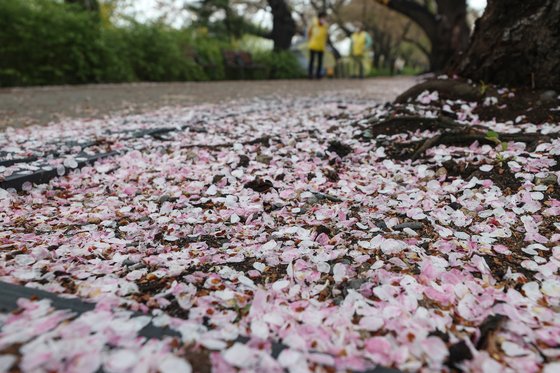 지난해 4월 6일 오후, 벚꽃 축제 기간이 한창인 서울 여의도 윤중로에 벚꽃잎이 떨어져 있는 모습. 연합뉴스