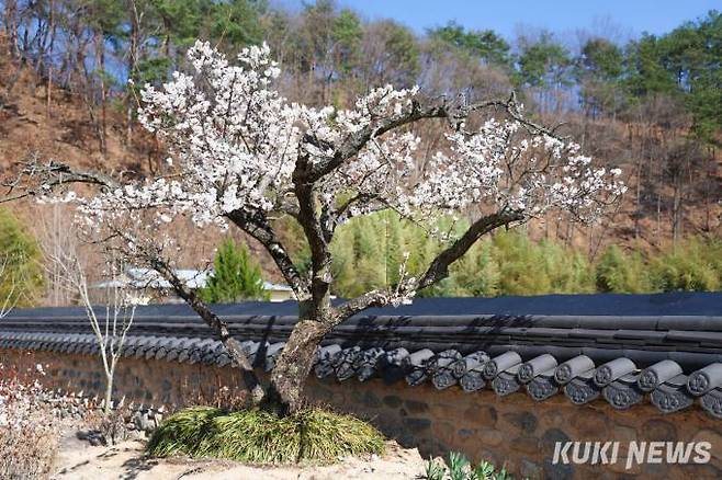 산청 남사예담촌 면우매