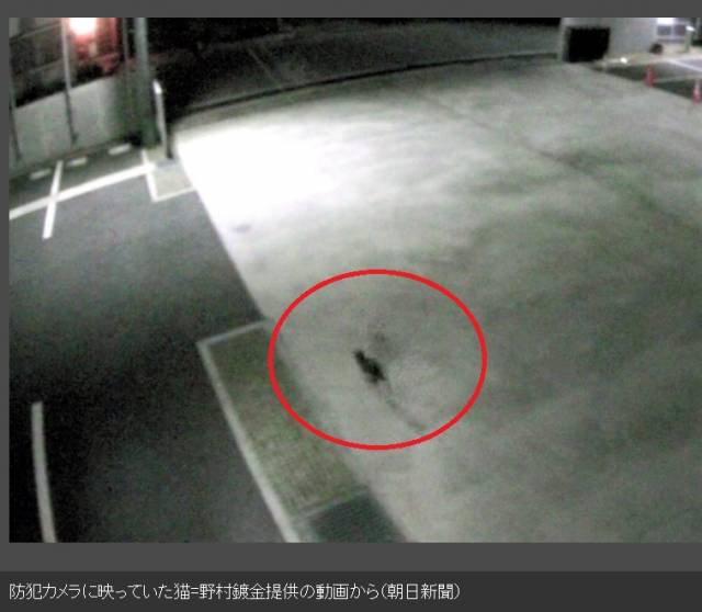 6가크롬 수조에 빠졌다가 달려가는 고양이의 모습. 아사히신문 보도 캡처