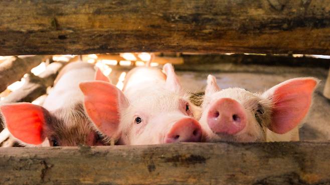 농장에서 키우는 돼지를 성적으로 학대한 남성이 법정에 서게 됐다. 기사와 관련 없는 자료 사진. /사진=게티이미지뱅크