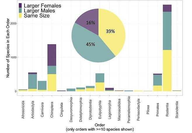 포유류 429종의 암수 몸 크기 비교 포유류 429종 중 38.7%는 암컷과 수컷 몸 크기에 유의미한 차이가 없었다. 반면 45.1%는 수컷의 몸집이 암컷보다 컸고 16.2%는 암컷이 수컷보다 몸이 큰 것으로 나타났다. [Nature Communications/Kaia Tombak et al. 제공. 재판매 및 DB 금지]