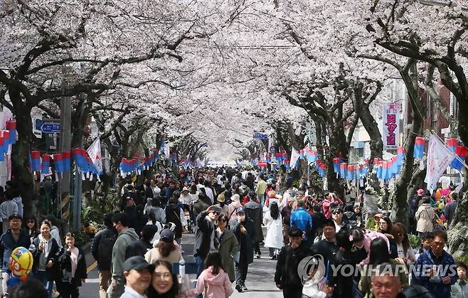 제주 벚꽃 터널 (제주=연합뉴스) 2023년 3월 26일 제주시 전농로 일대에서 열린 제16회 전농로 왕벚꽃 축제장의 모습.[연합뉴스 자료사진]