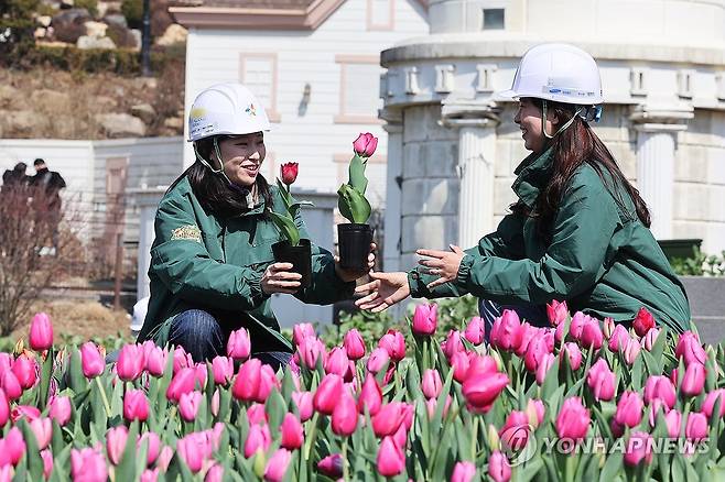 봄 축제 준비 (용인=연합뉴스) 홍기원 기자 = 13일 오후 경기도 용인시 에버랜드 포시즌스 가든에서 관계자들이 오는 22일 개막하는 튤립 축제를 준비하고 있다. 2024.3.13 xanadu@yna.co.kr