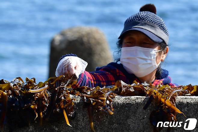 맑고 포근한 봄날씨가 이어진 13일 오후 경북 포항시 북구 환여동 해안도로에서 해녀가 바다에서 금방 딴 돌미역을 말리고 있다. 2024.3.13/뉴스1 ⓒ News1 최창호 기자