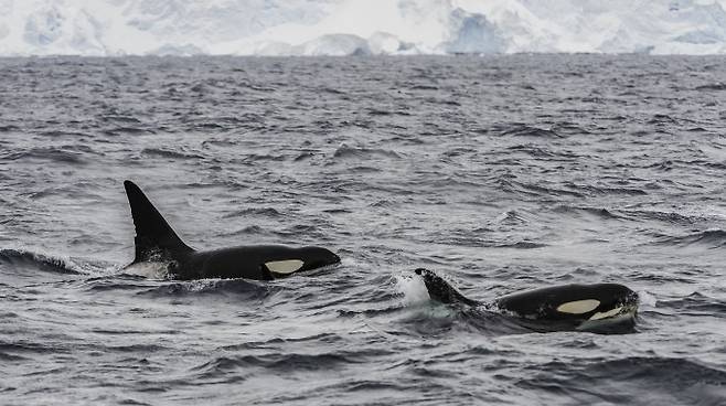 범고래 등 폐경을 겪는 고래 암컷은 비슷한 크기의 다른 고래 종 암컷보다 오래 사는 것으로 나타났다. 게티이미지뱅크