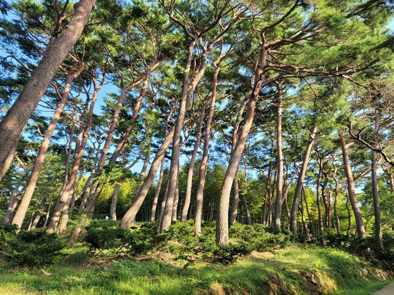 부산 기장군 아홉산숲의 금강송 군락. '파묘' 촬영지 중 하나다. 사진 아홉산숲