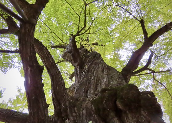 금산 보석사의 은행나무. 1000년 이상을 산 거목으로 천연기념물로 등록돼 있다. '파묘' 속 거대한 나무를 모형으로 제작하는 과정에서 참고한 장소 중 하나다. 김홍준 기자
