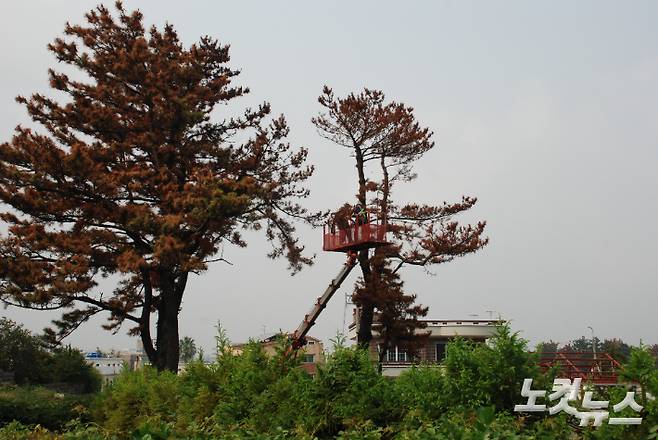 재선충병에 고사한 소나무 제거 작업.