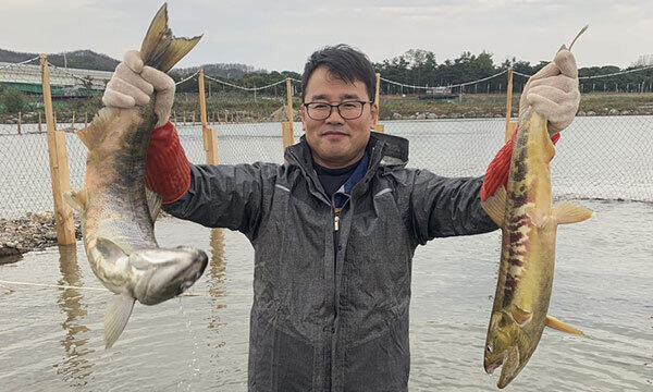 왕피천으로 돌아온 연어