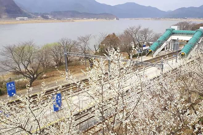 양산원동매화축제 / 트립닷컴