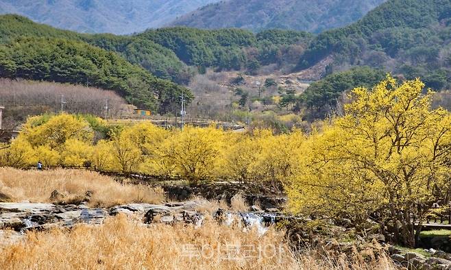 구례산수유꽃축제 풍경