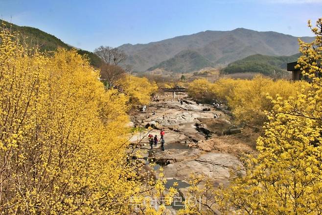 구례산수유꽃축제