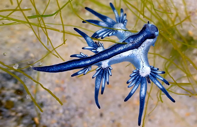 '블루 드래곤'으로 알려진 푸른갯민숭달팽이. [이미지출처=게티이미지]