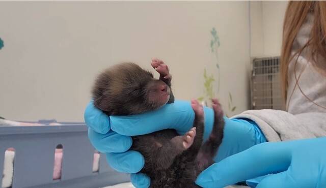 어미와 헤어진 새끼 여우는 지난 6일 몸무게 80g에 눈도 못 뜬 상태로 구조됐다. 센터 페이스북 갈무리