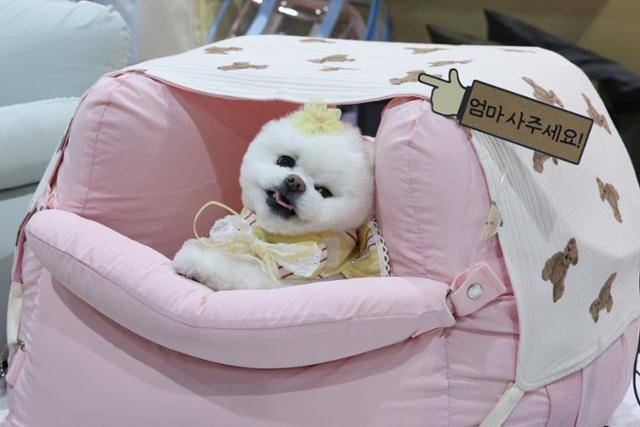 15일 서울 강남구 세텍(SETEC)에서 열린 2024 케이펫페어 세텍에서 한 강아지가 쿠션에 기대 휴식을 취하고 있다. 뉴스1