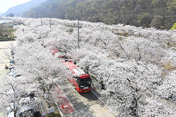 대구 달성군 송해공원의 벚꽃길  [사진=달성군]