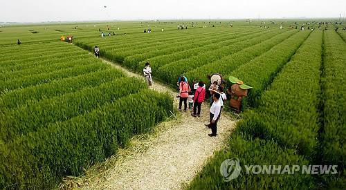 김제 지평선 보리밭 축제 [연합뉴스 자료사진]