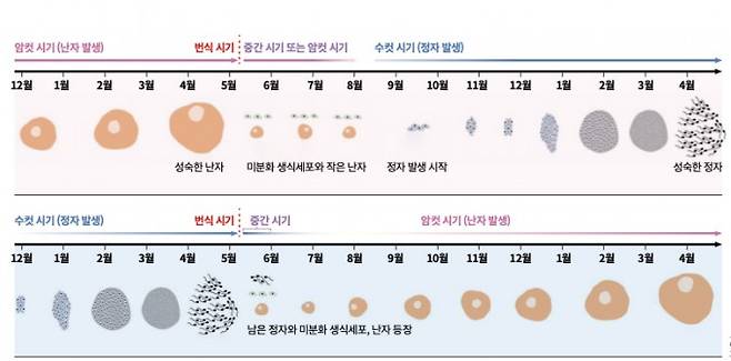 해머산호의 성전환 과정 - 대만국립해양대 해양환경 및 생태학연구소 연구팀이 밝힌 해머산호의 성전환 과정. 암컷의 경우 번식 시기(5월 중순) 난자를 방출한지 4~5개월 뒤에 성전환이 이뤄지며 수컷의 경우에는 번식 시기 정자를 방출한 지 0~3개월 뒤에 성전환이 이뤄진다. bioRxiv 제공