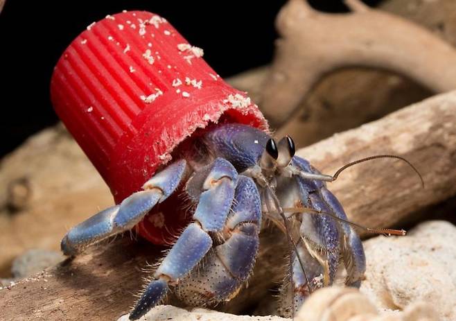 플라스틱 쓰레기를 집 삼아 메고 다니는 집게의 모습. Science of the Total Environmen 제공