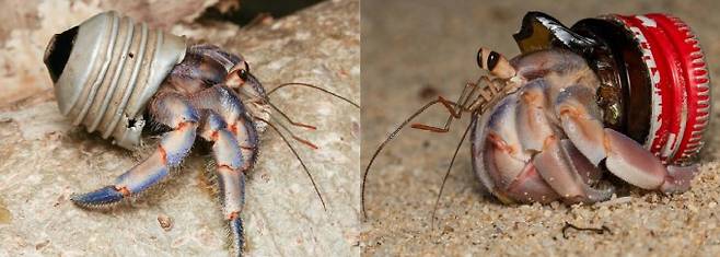 플라스틱 뚜껑과 부서진 전구, 깨진 병 주둥이를 집으로 활용하는 집게들. 집게가 집으로 활용하는 쓰레기의 소재 중 플라스틱이 84.5%를 차지한다. Science of the Total Environment 제공