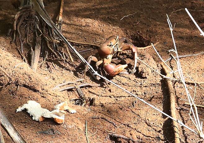 탈로포포강 근처에서 볼 수 있는 ‘땅게’. 땅속에서 튀어나와 식빵을 물고 사라진다. 박미향 기자