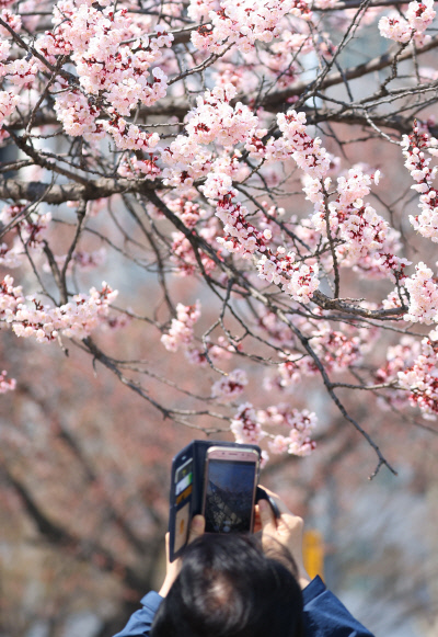 서울 여의도 한강공원 인근 벚나무 아래에서 벚꽃을 휴대전화로 촬영하고 있는 시민. 연합뉴스