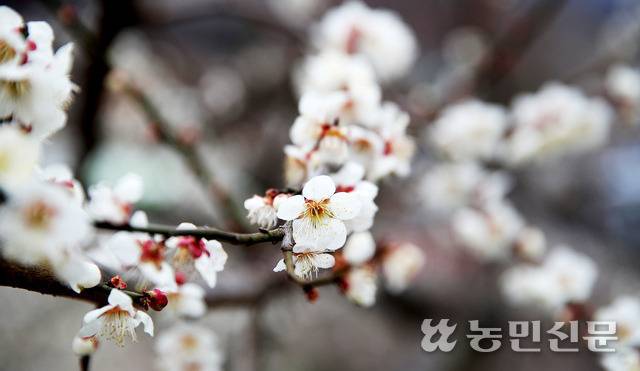 나뭇가지 위에 하얗게 피어 있는 백매.