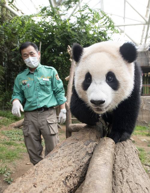 강철원 사육사와 푸바오. [사진 제공 = 에버랜드]